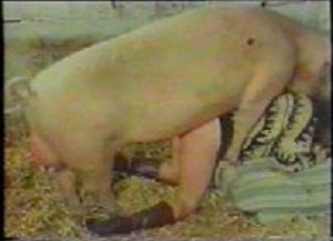 Зоофилку мандапроёбину ебут в сарае собака и свинья